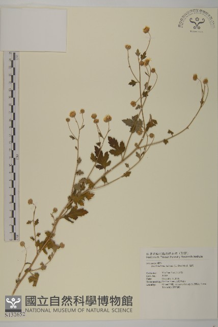 油菊、野菊藏品圖，第1張