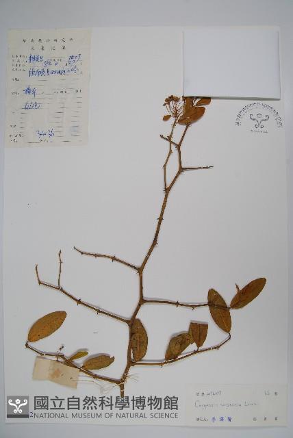 登錄號:S032652藏品圖，第1張