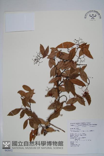 臺灣絡石藏品圖，第1張