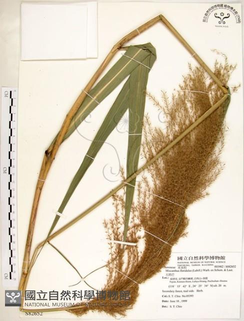 五節芒藏品圖，第1張