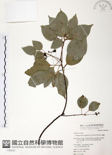 樟樹藏品圖，第1張