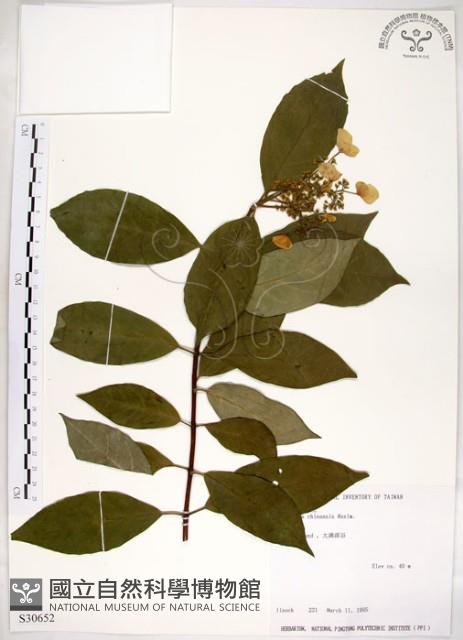 華八仙藏品圖，第1張