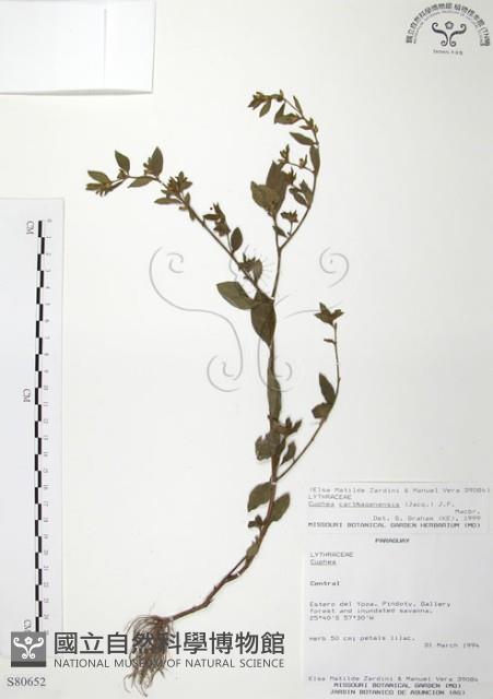 克非亞草藏品圖，第1張