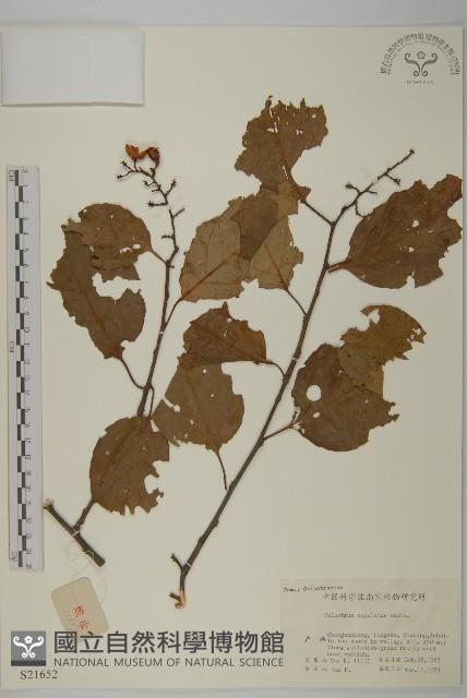 苦皮藤藏品圖，第1張