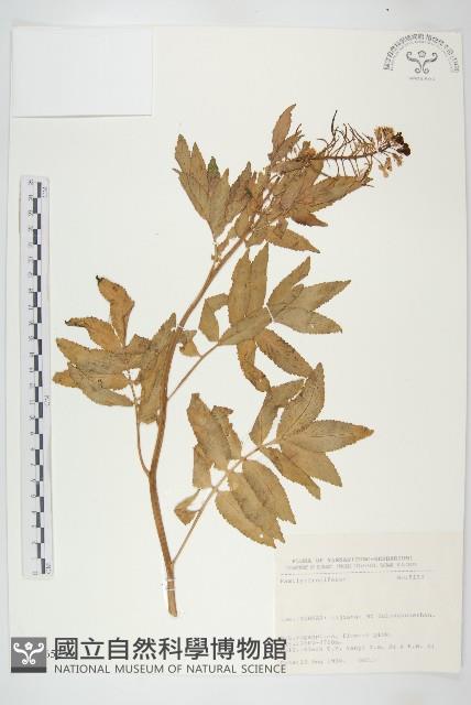 登錄號:S031652藏品圖，第1張