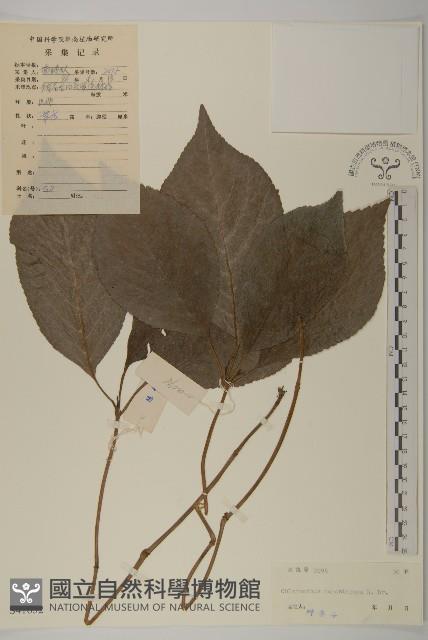 登錄號:S041652藏品圖，第1張