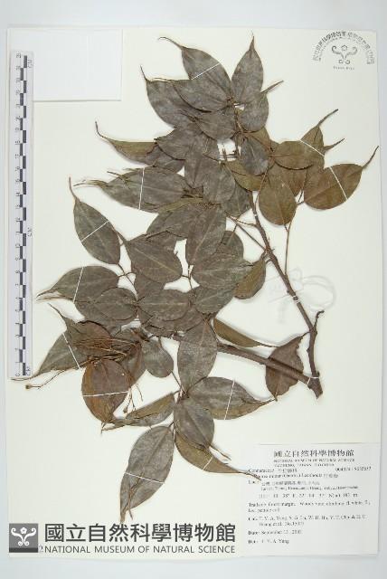 紅葉藤藏品圖，第1張