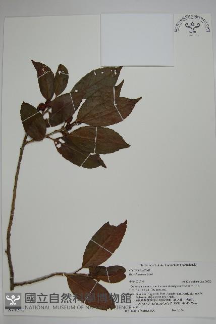 冬青藏品圖，第1張