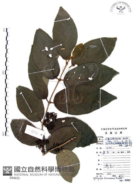 杜虹花，台灣紫珠藏品圖，第1張
