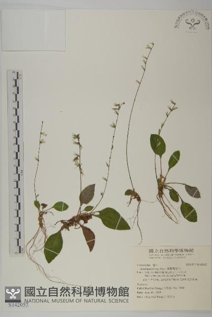 臺灣鬼督郵藏品圖，第1張