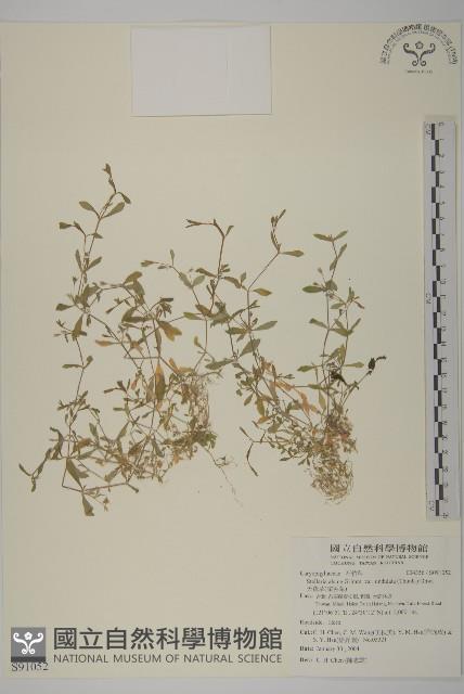 天蓬草、雀舌草藏品圖，第1張