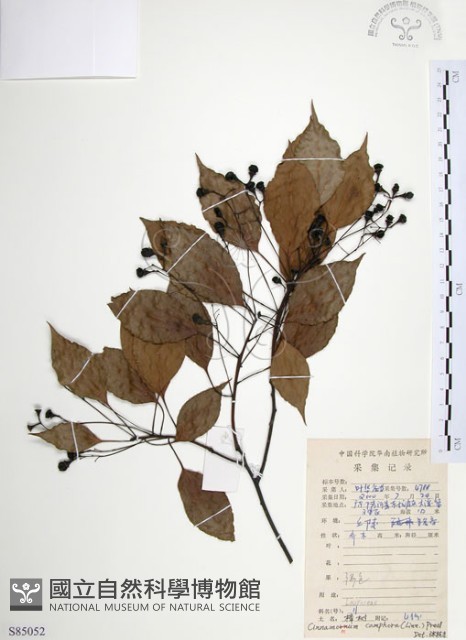樟樹藏品圖，第1張
