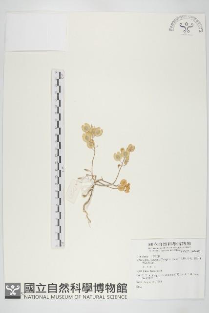 登錄號:S074052藏品圖，第1張