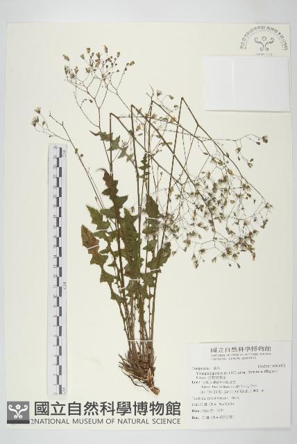 台灣黃鵪菜藏品圖，第1張