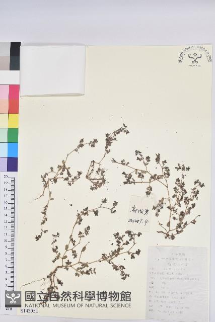 地錦藏品圖，第1張