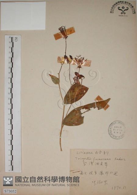 臺灣油點草藏品圖，第1張