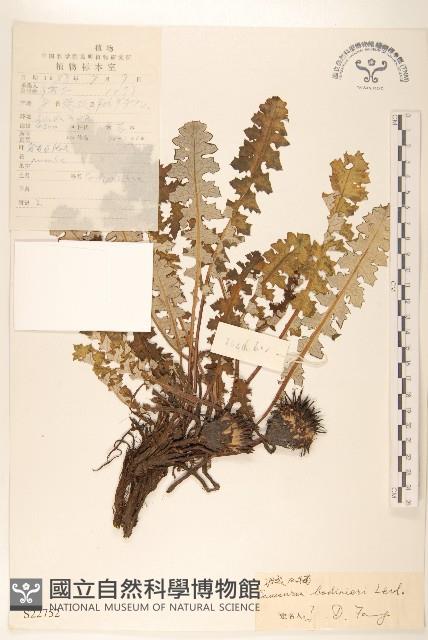 東俄洛風毛菊藏品圖，第1張