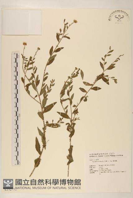 雞兒腸藏品圖，第1張