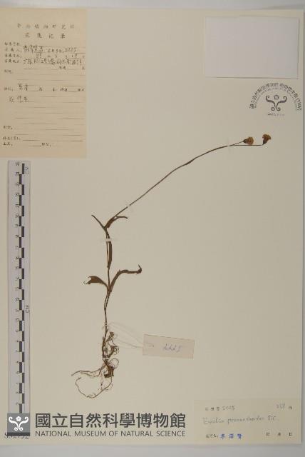 小葉一點紅藏品圖，第1張