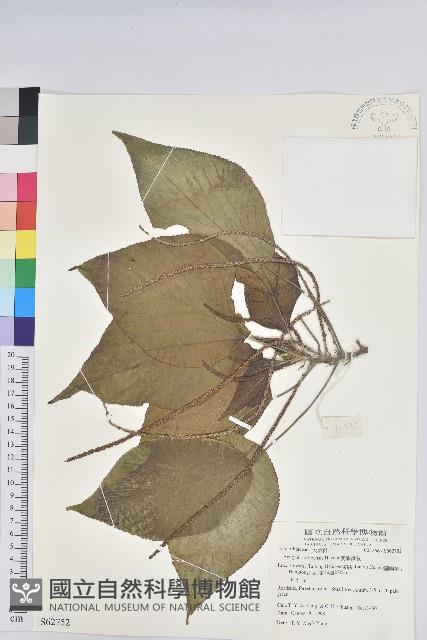 紅頭鐵莧、蘭嶼鐵莧藏品圖，第1張