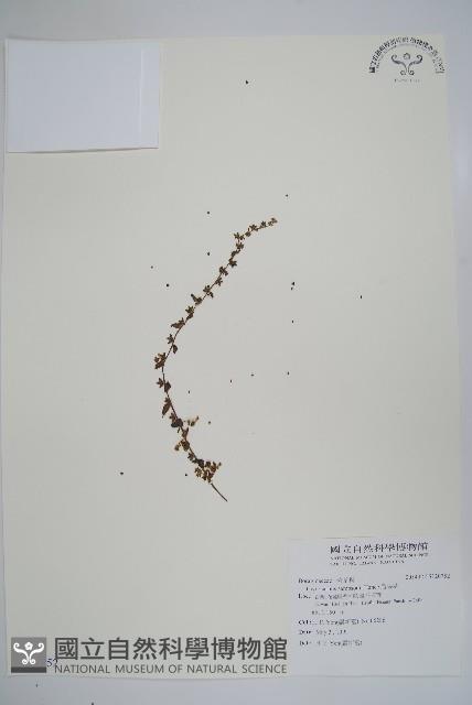 盾果草藏品圖，第1張