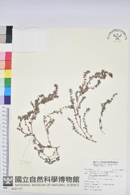 田代氏大戟藏品圖，第1張