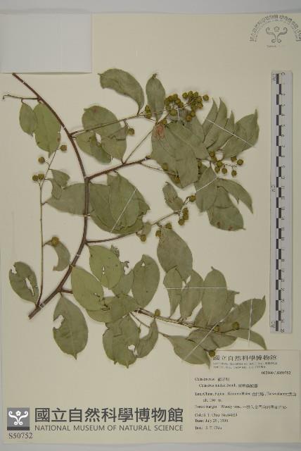 南華南蛇藤，青江藤藏品圖，第1張