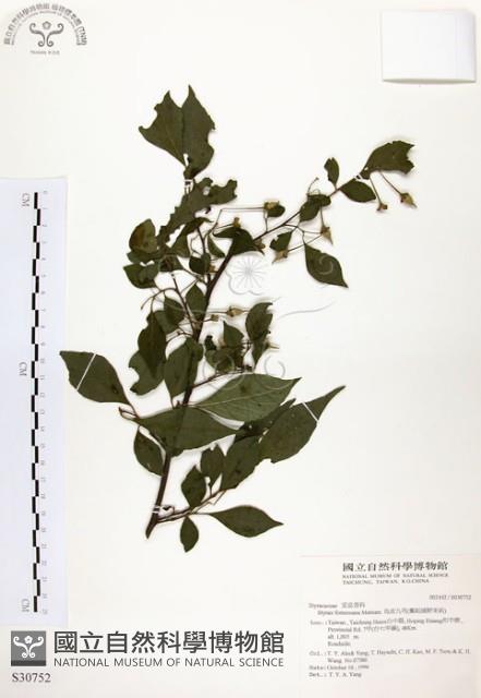 烏皮九芎、奮起湖野茉莉藏品圖，第1張