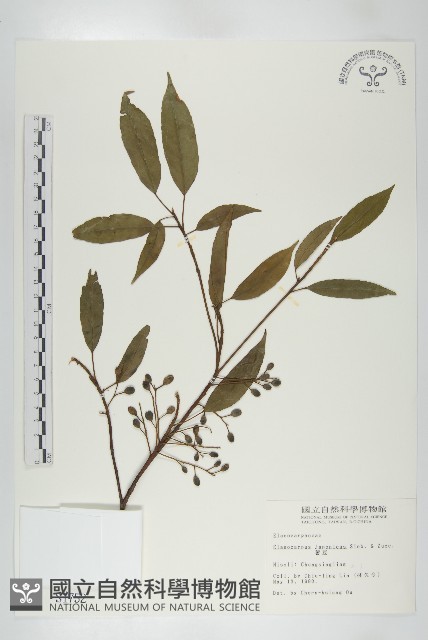 薯豆藏品圖，第1張