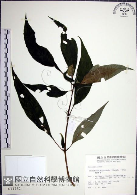 角桐草、台灣半蒴苣苔藏品圖，第1張