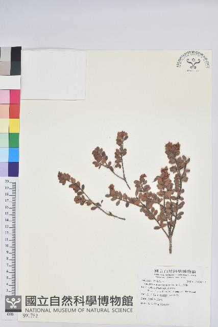 高山越橘藏品圖，第1張