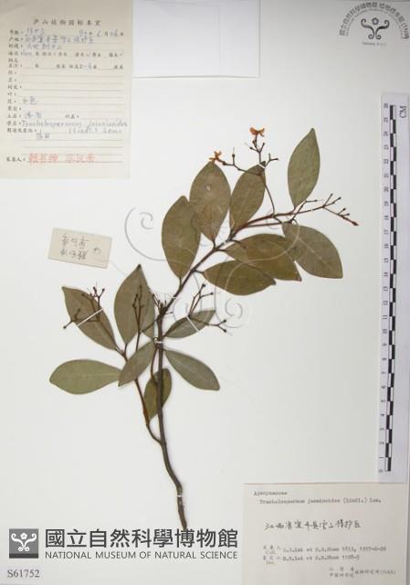 絡石藏品圖，第1張