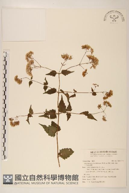 田代氏澤蘭藏品圖，第1張