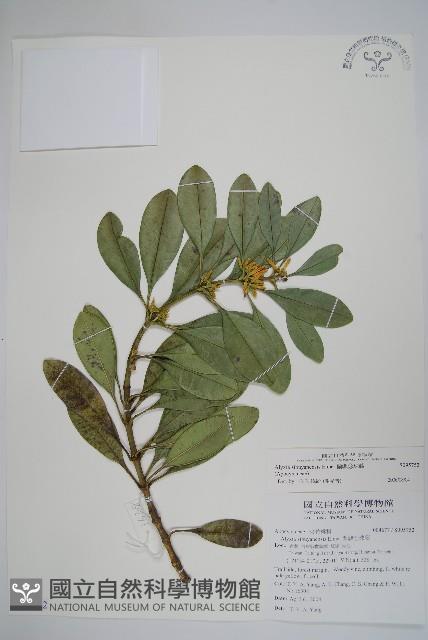 蘭嶼念珠藤藏品圖，第1張