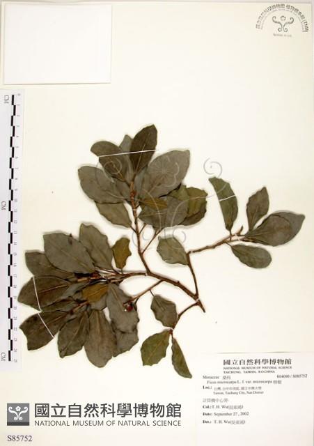 榕樹藏品圖，第1張