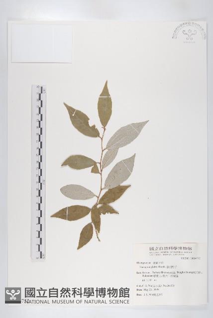 藤胡頹子藏品圖，第1張