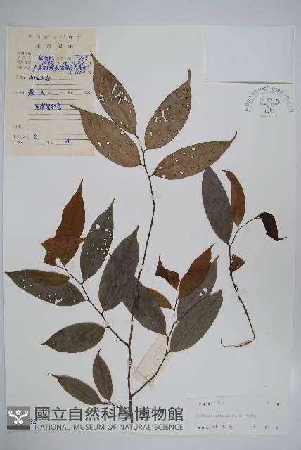 野獨活藏品圖，第1張