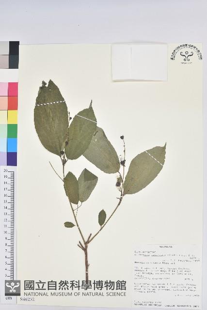 登錄號:S096252藏品圖，第1張