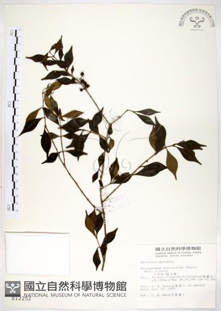 十子木、加入舅藏品圖，第1張