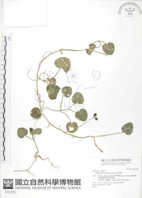 苞花蔓藏品圖，第1張