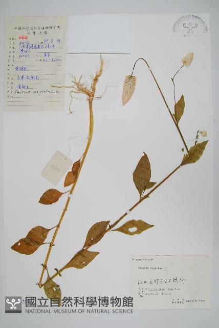 青葙藏品圖，第1張