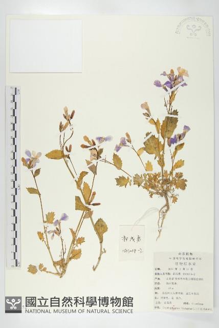 諸葛菜藏品圖，第1張