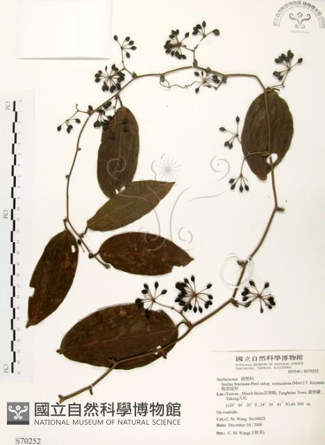 糙莖菝契藏品圖，第1張