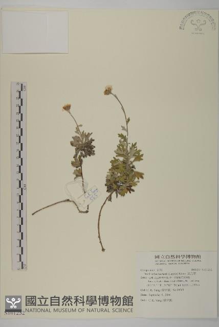 森氏菊藏品圖，第1張