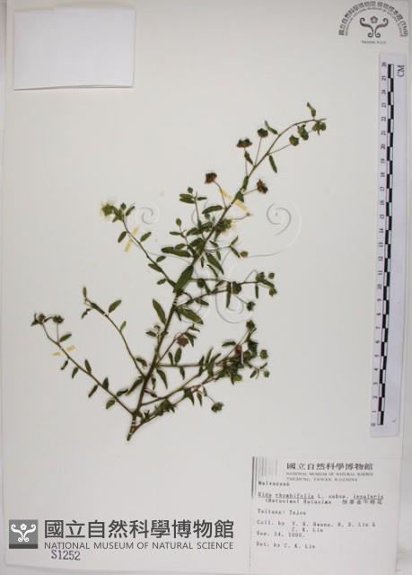 恆春金午時花藏品圖，第1張