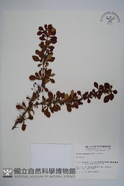 日本小檗藏品圖，第1張