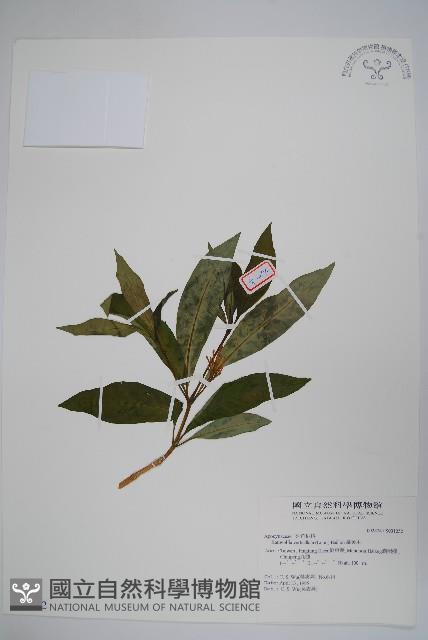 蘿芙木藏品圖，第1張