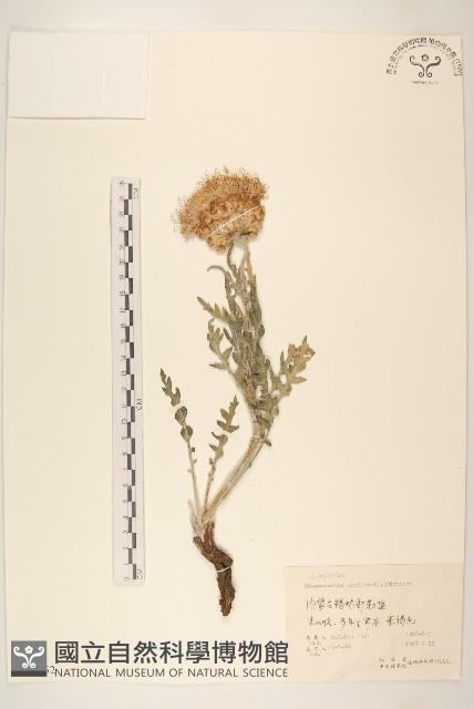 漏蘆藏品圖，第1張