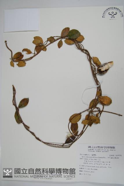 武靴藤藏品圖，第1張