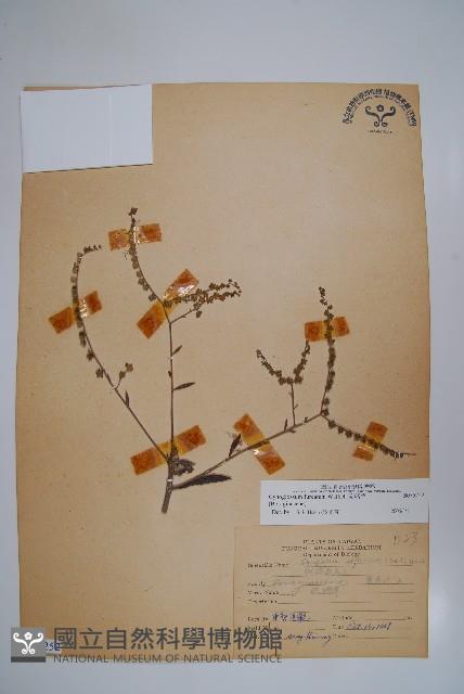 琉璃草藏品圖，第1張